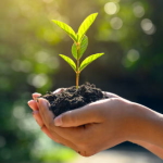 In the hands of trees growing seedlings. Bokeh green Background Female hand holding tree on nature field grass Forest conservation concept